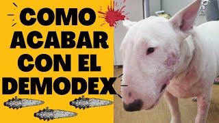 🛑Como CURAR la SARNA Demodecica en los PERROS ⏩ SIN Salir de Tu CASA ✅ Con SIMPARICA Adiós DEMODEX👈 [upl. by Aymahs]