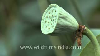 Fruit and unripe seed pod of lotus or Nelumbo nucifera [upl. by Gareth]