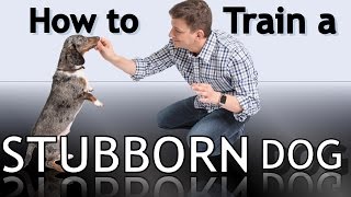 How To Train a Stubborn Dog [upl. by Nawad]