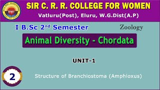 2 BSc 12  Animal Diversity  Biology of Chordata Unit 1 Structure of Branchiostoma Amphioxus [upl. by Garth]