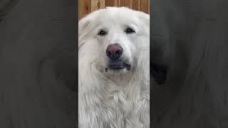 Great Pyrenees Daisy Giving An RBF [upl. by Kelton]