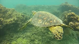 Turtles Barracuda Sea Horses and a Shark Ko Olina Beach Snorkeling Oahu [upl. by Bonita550]