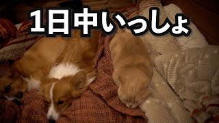 犬猫と暮らす在宅ワーカーの一日 [upl. by Peednas]