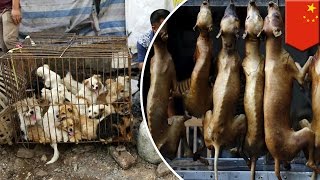 Yulin dog meat festival activists urge China to ban annual dog eating festival  TomoNews [upl. by Nosreve]