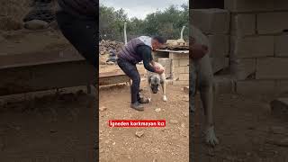 İgneden korkmayan kız dog köpek kangaldog kangal [upl. by Archibaldo]