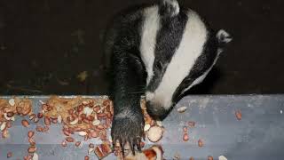 UK Badgers Feeding [upl. by Highams804]