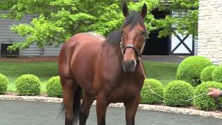 American Pharoah is living the stud life [upl. by Sue914]