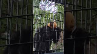 MONKEY SAKI Whitefaced primates botanicalgarden youtubeshorts shortsviral [upl. by Kam934]