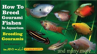 How to Breed Gourami fish in Aquarium everything about Gourami fish [upl. by Cindy]