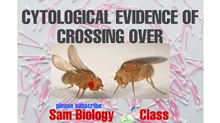 CYTOLOGICAL EVIDENCE OF CROSSING OVEREXPERIMENT BY CSTERN IN DROSOPHILA SAM BIOLOGY CLASS [upl. by Peisch176]