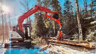 Nisula 425H harvester head on 75 ton excavator in Québec [upl. by Donny]