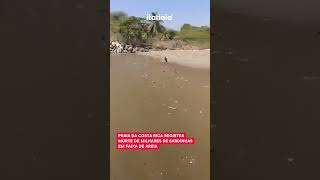 PRAIA DA COSTA RICA REGISTRA MILHARES DE SARDINHAS MORTAS EM FAIXA DE AREIA [upl. by Gombosi]