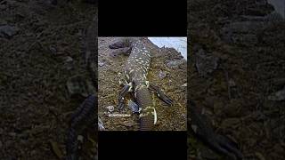 Puesta Heloderma horridum shortsvideo shortvideo shorts short reptiles [upl. by Chantal]