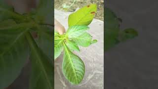 asmr clear emoji 🌿 leaf eating challenge shortstrending animation [upl. by Gwyneth193]