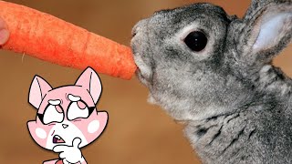 Wait Bunnies DONT Like Carrots 35 Unreal Life Facts [upl. by Nelyak748]