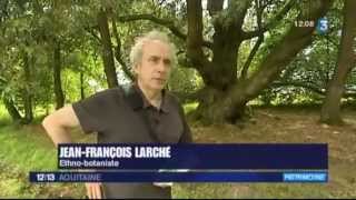 Les arbres remarquables de Gironde [upl. by Haslam]