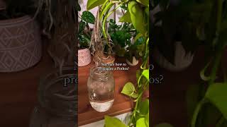 Propagation plants beautiful soillove soilgrown soilpot garden soiltypes farming growth [upl. by Ofloda241]