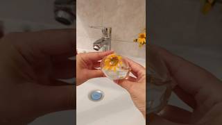 Heliopsis in a water balloon Do you have this flower growing diy satisfying foryou nanotape [upl. by Hedberg375]