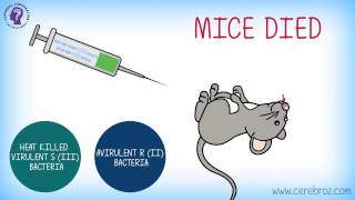 Griffiths Experiment Bacterial Transformation [upl. by Ralf]