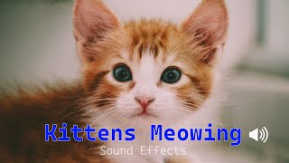 Kittens Meowing Sound Effects  Newborn kitten meows [upl. by Nodlehs906]