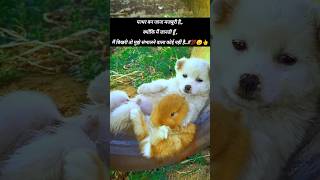 Mai zinda hu lekin song status youtubeshorts cute cutepuppies [upl. by Ainnos]