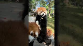 There must be good friends by your side on good days🥰🥰trending cute adorable redpanda Iove [upl. by Noynek]