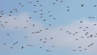 Pinkfooted geese at Loch Leven NNR [upl. by Oer]