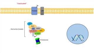 WntβCatenin Signaling Pathway  Overview Purpose and APC Mutations [upl. by Berthe690]