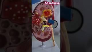 Serum Creatinine Test How to Check Your Kidney Healthfactsbloodtestaboutkidneytrendingvideo [upl. by Mika]