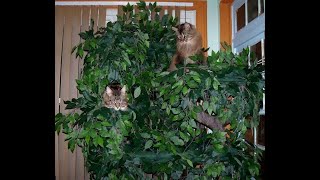 Maine Coon Cat Trees [upl. by Akiehsat356]