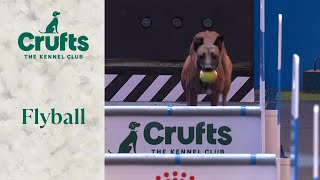 Flyball SemiFinal and Final  Crufts 2024 [upl. by Rebliw]