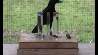 Clever crow uses physics to get its food [upl. by Rumpf]