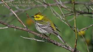 Blackthroated Green Warbler in Maine [upl. by Vic61]