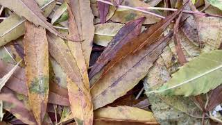 Narrowleaved ash  leaf litter  November 2023 [upl. by Gnoh]