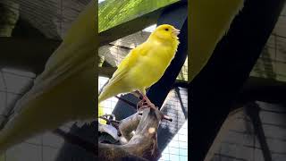 Bird Sounds  Canary Bird Singing  Bird Song bird birds [upl. by Atsocal382]