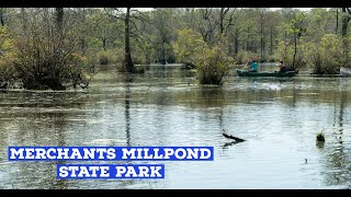 Guide to Merchants Millpond State Park  Beautiful pond and wetlands [upl. by Aissat598]