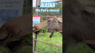 You can feed a Moose in Alaska [upl. by Andris]