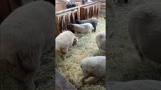 Farm Sheep In A Barn [upl. by Alyl29]