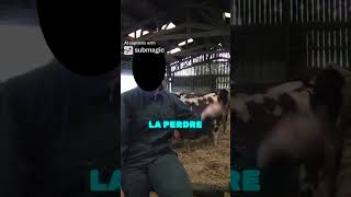 Une future éleveuse dans un élevage de vache montbéliarde vache agricultrice élevage passion [upl. by Sarena]