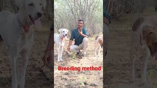 mandai dog  breeding method [upl. by Humble]