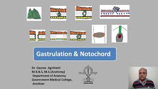 Gastrulation and Notochord [upl. by Niwled182]