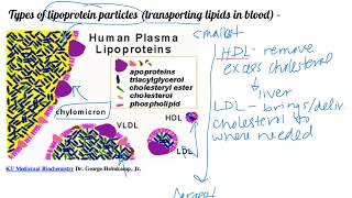 Fatty acid oxidation day 1 Dr Terrell [upl. by Alon193]