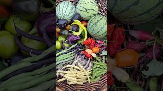 Harvest Time garden gardenharvest growyourownfood watermelon backyardgarden harvest gardening [upl. by Flodnar769]