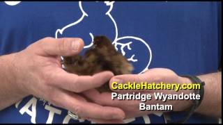 Partridge Wyandotte Bantam Chicken Breed [upl. by Gerg]