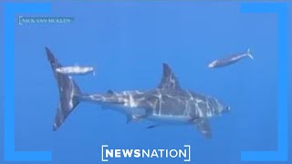 If birds are going into the water dont go in Exzookeeper on shark attacks  Morning in America [upl. by Dilaw833]