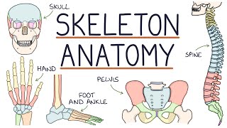 Anatomy of the Skeleton [upl. by Sedgewick428]