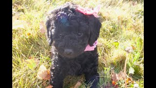 Temperament Testing for Hattie – Female Black Moyen Poodle Puppy  Funny Farm Poodles amp Doodles [upl. by Ewer]