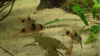 AfricanCichlidsnet Corydoras weitzmani [upl. by Hanavas]