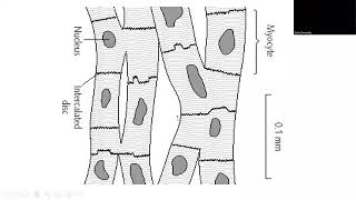 Intercalated Disc  Histology of Muscles  DrDalia ElMarakby [upl. by Htessil743]