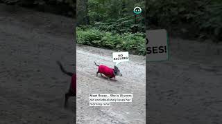 18yo Dachshund LOVES to Run  ViralHog [upl. by Savadove]